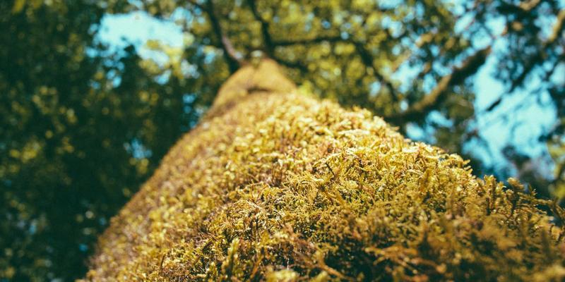 赋能绿色未来：OKAYA Electric 数据中心UPS解决方案如何通过智能配电与HMI重塑电力可靠性